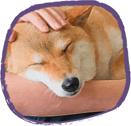 A person petting a dog